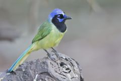 Green Jay, Cyanocorax yncas