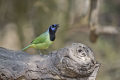 Green Jay, Cyanocorax yncas