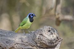 Green Jay, Cyanocorax yncas