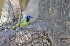 Green Jay, Cyanocorax yncas