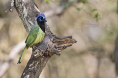 Green Jay, Cyanocorax yncas