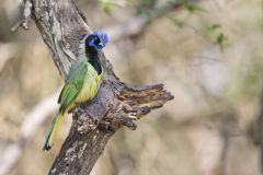 Green Jay, Cyanocorax yncas