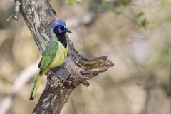 Green Jay, Cyanocorax yncas