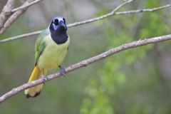 Green Jay, Cyanocorax yncas