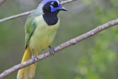 Green Jay, Cyanocorax yncas