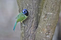 Green Jay, Cyanocorax yncas