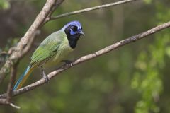 Green Jay, Cyanocorax yncas