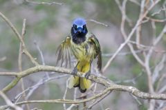 Green Jay, Cyanocorax yncas