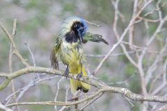 Green Jay, Cyanocorax yncas