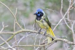 Green Jay, Cyanocorax yncas