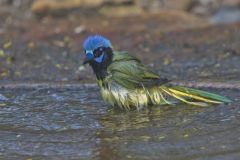 Green Jay, Cyanocorax yncas