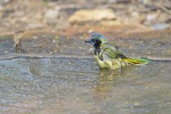 Green Jay, Cyanocorax yncas