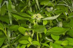 Green Poinsettia, Euphorbia dentata