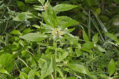 Green Poinsettia, Euphorbia dentata