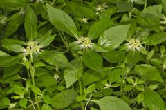 Green Poinsettia, Euphorbia dentata