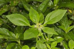 Green Poinsettia, Euphorbia dentata