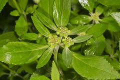 Green Poinsettia, Euphorbia dentata