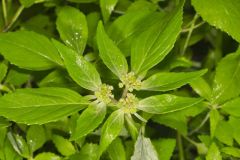 Green Poinsettia, Euphorbia dentata