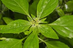 Green Poinsettia, Euphorbia dentata