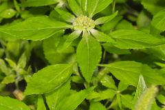 Green Poinsettia, Euphorbia dentata