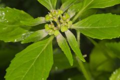 Green Poinsettia, Euphorbia dentata