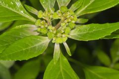 Green Poinsettia, Euphorbia dentata