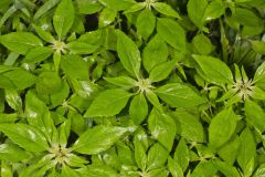 Green Poinsettia, Euphorbia dentata