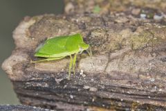 Green Stink Bug, Chinavia hilaris