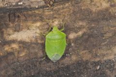 Green Stink Bug, Chinavia hilaris