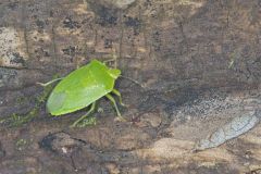 Green Stink Bug, Chinavia hilaris