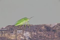 Green Stink Bug, Chinavia hilaris