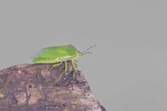 Green Stink Bug, Chinavia hilaris