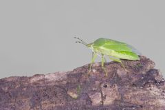 Green Stink Bug, Chinavia hilaris