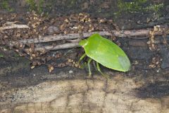 Green Stink Bug, Chinavia hilaris