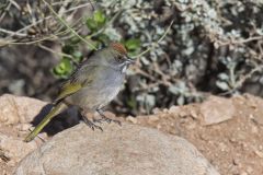 Green-tailed Towhee,  Pipilo chlorurus