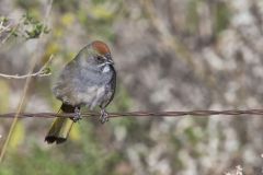 Green-tailed Towhee,  Pipilo chlorurus