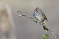 Green-tailed Towhee,  Pipilo chlorurus