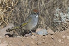 Green-tailed Towhee,  Pipilo chlorurus