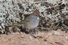 Green-tailed Towhee,  Pipilo chlorurus