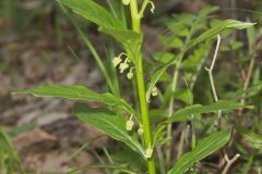 Green Violet, Cubelium concolor