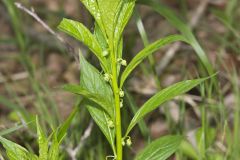 Green Violet, Cubelium concolor