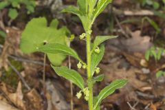 Green Violet, Cubelium concolor