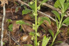 Green Violet, Cubelium concolor