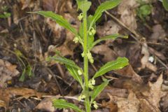 Green Violet, Cubelium concolor