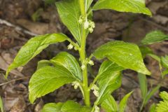 Green Violet, Cubelium concolor