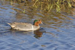 Green-winged Teal, Anas carolinensis