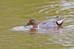 Green-winged Teal, Anas carolinensis