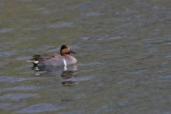 Green-winged Teal, Anas carolinensis