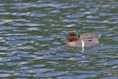 Green-winged Teal, Anas carolinensis