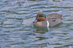 Green-winged Teal, Anas carolinensis